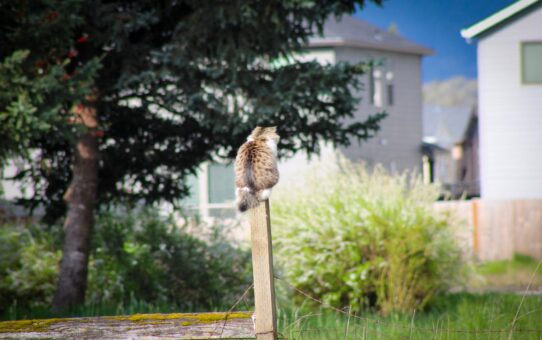 Cat on a Fence Post