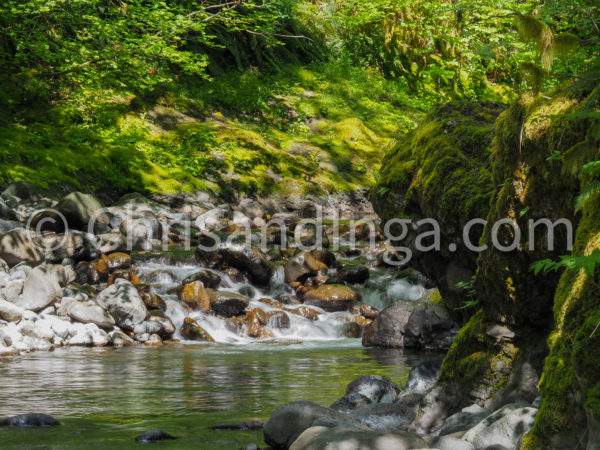 Wilson River - watermarked